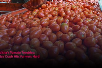 Odisha's Tomato Troubles